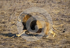 LION D`AFRIQUE panthera leo