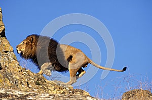 LION D`AFRIQUE panthera leo