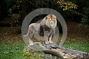 LION D`AFRIQUE panthera leo