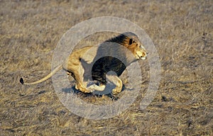 LION D`AFRIQUE panthera leo