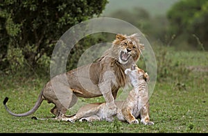 LION D`AFRIQUE panthera leo