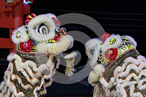 Lion dance performance show During Chinese new year festival at Kota Kinabalu City, Sabah, Malaysia during at night