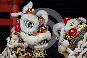 Lion dance performance show During Chinese new year festival at Kota Kinabalu City, Sabah, Malaysia during at night