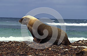 LION DE MER AUSTRALIEN neophoca cinerea