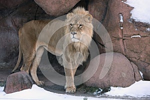 Lion in Den