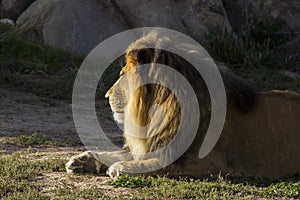 Lion at Denver Zoo