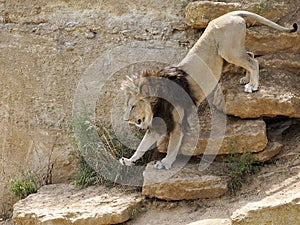 Lion descending the rocks