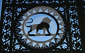 Lion Detail