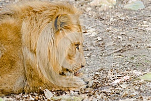 Lion dines with a large piece of meat