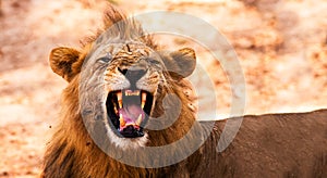 Lion displaying dangerous teeth