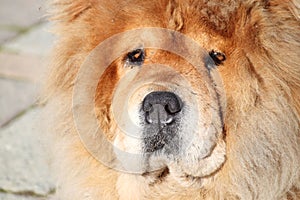 The lion dog