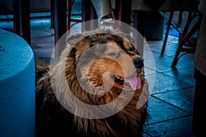 Lion Dog panting under a table in a cafe