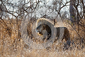 Lion - dominant male walking