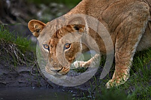 Lion drik water from the pond, Zambia. Close-up detail portrait of danger animal. Wild cat from Africa. Hotd day in nature,