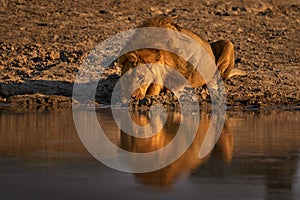 Lion drink water, Savuti, Chobe NP in Botswana. Hot season in Africa. African lion, male. Botswana wildlife. Young male near the