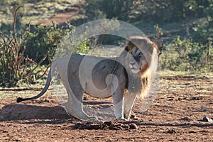 Lion drinking at dawn photo