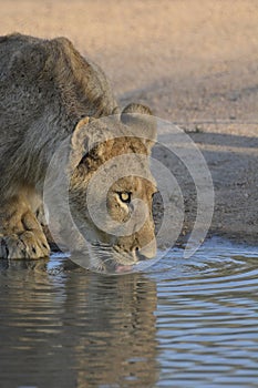 Lion drinking from a pool of water, eyes lit up by sunlight