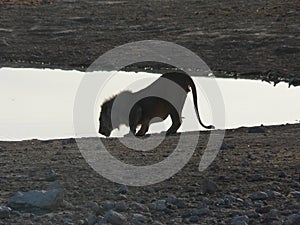 Lion drinking at waterhole