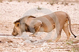 Lion drinking at waterhole, Kgalagadi Park, South Africa