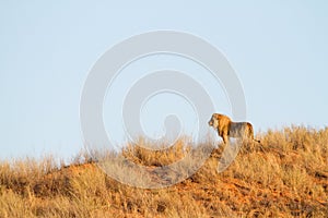 Lion on dune