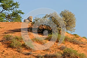 Lion on dune