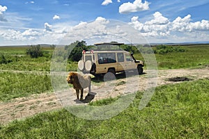 lion eat prey against the background of tourists in a car. Observation of animals in their natural habitat. African