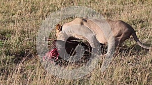 Lion eating a dead wildebeest. Masai Mara.
