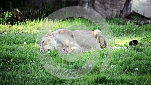 Lion eating on green grass