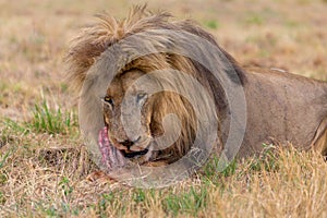 Lion eating in the Kruger National Park