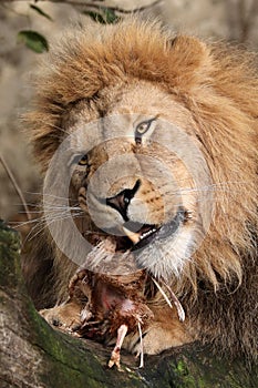 Lion eating meat