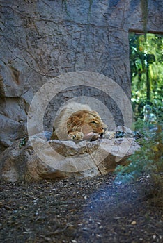 Lion eating meat on a rock