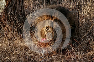 Lion eating a Steenbok