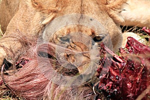 Lion Eating a Wildebeest