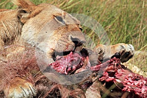 Lion Eating a Wildebeest