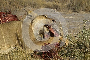 Lion eating on a Zebra carcass