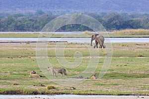 Lion and elephant by the Zambezi River