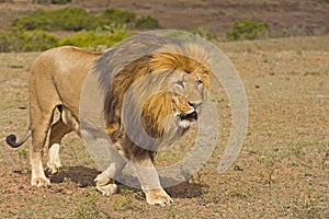 Lion Enforcer