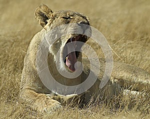 Lion in Etosha