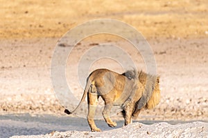 Lion in Etosha