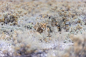 lion in etosha national park