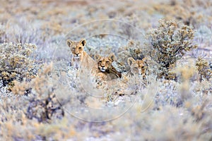 lion in etosha national park