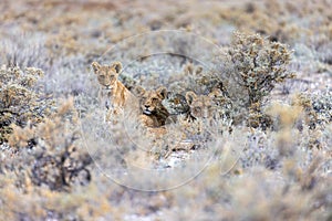 lion in etosha national park