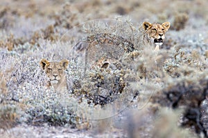 lion in etosha national park