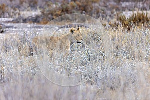 lion in etosha national park