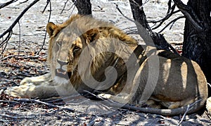 Lion Etosha Park , Namibia