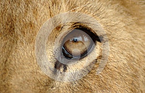 Lion eye
