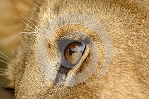 Lion eye