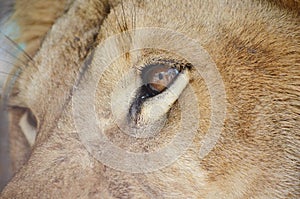 Lion eye