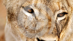 Lion Eye Close Up Pictures