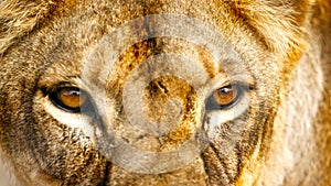 Lion Eye Close Up Pictures